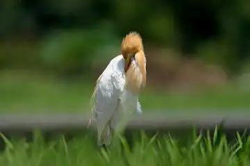 AFボーグ BORG71FLで撮影した野鳥・アマサギの写真画像