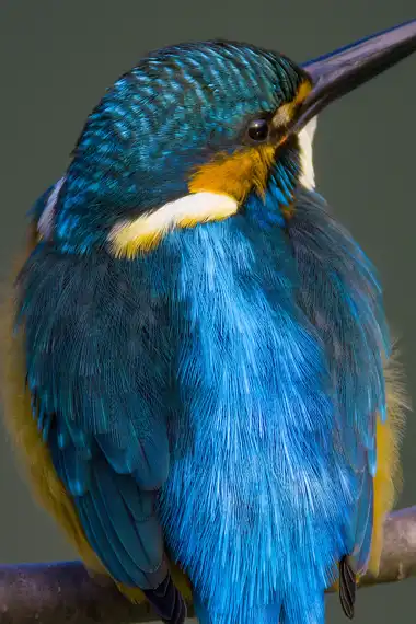 AFボーグ BORG71FLで撮影した野鳥・カワセミの写真画像