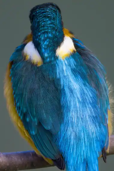 AFボーグ BORG71FLで撮影した野鳥・カワセミの写真画像