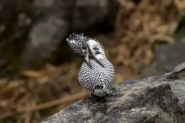 AFボーグ BORG71FLで撮影した野鳥・ヤマセミの写真画像