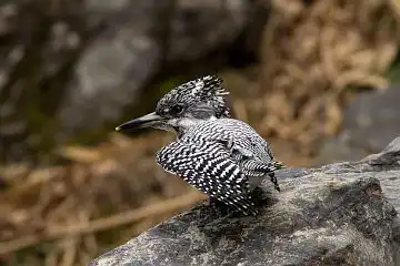 AFボーグ BORG71FLで撮影した野鳥・ヤマセミの写真画像