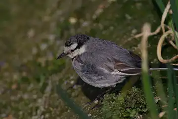 AFボーグ BORG71FLで撮影した野鳥・ハクセキレイの写真画像
