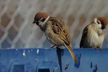 AFボーグ BORG71FLで撮影した野鳥・スズメの写真画像