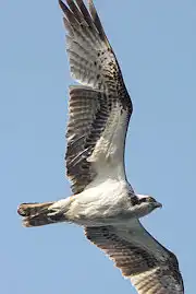 AFボーグ BORG71FLで撮影した野鳥・ミサゴの写真画像