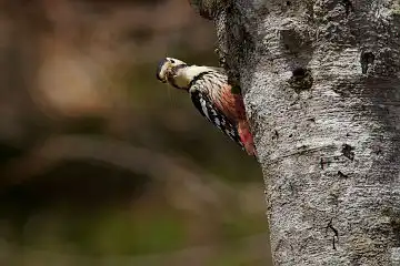 AFボーグ BORG71FLで撮影した野鳥・オオアカゲラの写真画像