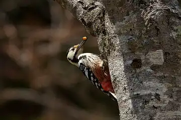 AFボーグ BORG71FLで撮影した野鳥・オオアカゲラの写真画像