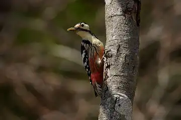 AFボーグ BORG71FLで撮影した野鳥・オオアカゲラの写真画像