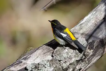 AFボーグ BORG71FLで撮影した野鳥・キビタキの写真画像