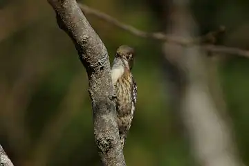 AFボーグ BORG71FLで撮影した野鳥・コゲラの写真画像