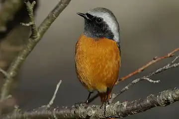 AFボーグ BORG71FLで撮影した野鳥・ジョウビタキの写真画像