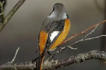 AFボーグ BORG71FLで撮影した野鳥・ジョウビタキの写真画像