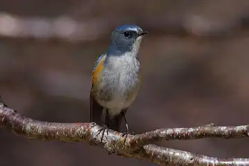 AFボーグ BORG71FLで撮影した野鳥・ルリビタキの写真画像