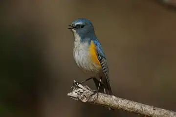 AFボーグ BORG71FLで撮影した野鳥・ルリビタキの写真画像