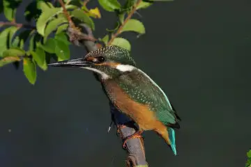 AFボーグ BORG71FLで撮影した野鳥・カワセミの写真画像