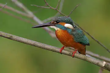 AFボーグ BORG71FLで撮影した野鳥・カワセミの写真画像