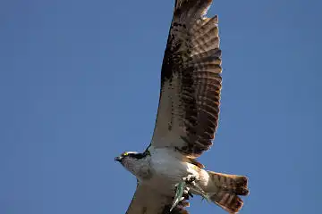 AFボーグ BORG71FLで撮影した野鳥・ミサゴの写真画像