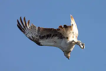 AFボーグ BORG71FLで撮影した野鳥・ミサゴの写真画像