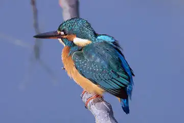 AFボーグ BORG71FLで撮影した野鳥・カワセミの写真画像