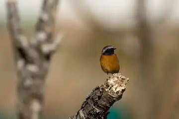 AFボーグ BORG71FLで撮影した野鳥・ジョウビタキの写真画像