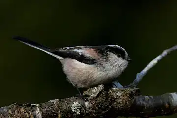 AFボーグ BORG71FLで撮影した野鳥・エナガの写真画像