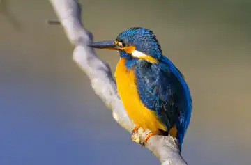 AFボーグ BORG71FLで撮影した野鳥・カワセミの写真画像