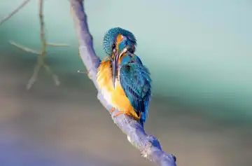 AFボーグ BORG71FLで撮影した野鳥・カワセミの写真画像