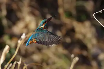 AFボーグ BORG71FLで撮影した野鳥・カワセミの写真画像