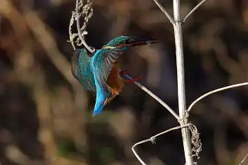AFボーグ BORG71FLで撮影した野鳥・カワセミの写真画像