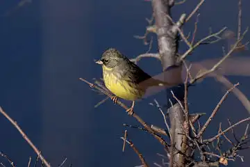 AFボーグ BORG71FLで撮影した野鳥・アオジの写真画像