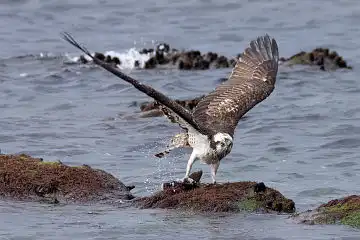 AFボーグ BORG71FLで撮影した野鳥・ミサゴの写真画像