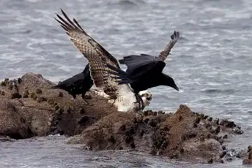 AFボーグ BORG71FLで撮影した野鳥・ミサゴの写真画像