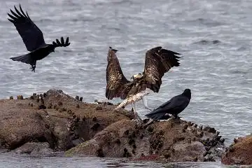 AFボーグ BORG71FLで撮影した野鳥・ミサゴの写真画像