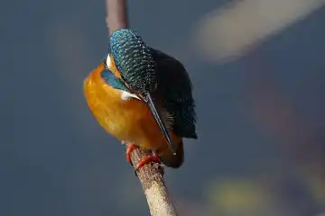 AFボーグ BORG71FLで撮影した野鳥・カワセミの写真画像