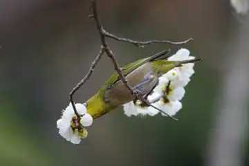 AFボーグ BORG71FLで撮影した野鳥・メジロの写真画像