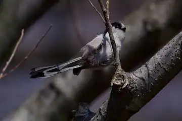 AFボーグ BORG71FLで撮影した野鳥・エナガの写真画像
