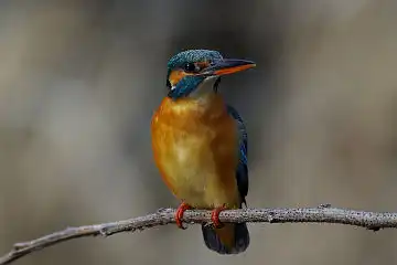 AFボーグ BORG71FLで撮影した野鳥・カワセミの写真画像