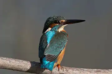 AFボーグ BORG71FLで撮影した野鳥・カワセミの写真画像