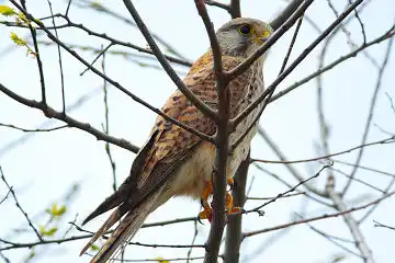 AFボーグ BORG71FLで撮影した野鳥・チョウゲンボウの写真画像