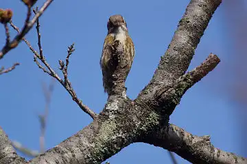 AFボーグ BORG71FLで撮影した野鳥・コゲラの写真画像