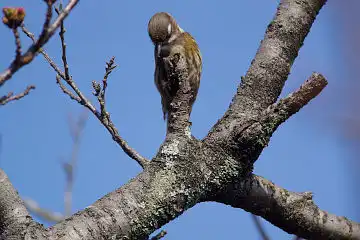 AFボーグ BORG71FLで撮影した野鳥・コゲラの写真画像