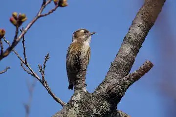 AFボーグ BORG71FLで撮影した野鳥・コゲラの写真画像
