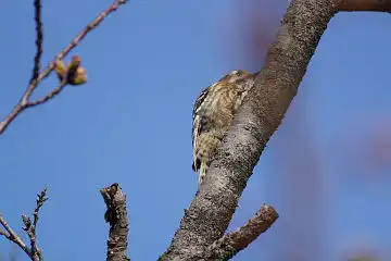 AFボーグ BORG71FLで撮影した野鳥・コゲラの写真画像