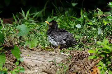 AFボーグ BORG71FLで撮影した野鳥・クロツグミの写真画像