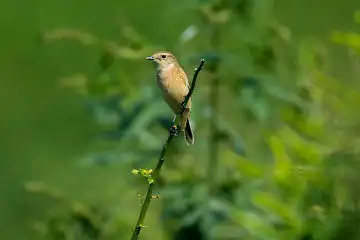 AFボーグ BORG71FLで撮影した野鳥・ノビタキの写真画像