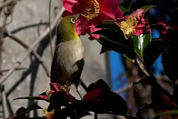 AFボーグ BORG77EDⅡで撮影した野鳥・メジロの写真画像