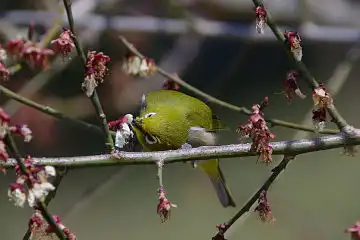 AFボーグ BORG77EDⅡで撮影した野鳥・メジロの写真画像