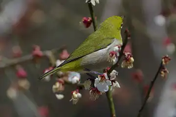 AFボーグ BORG77EDⅡで撮影した野鳥・メジロの写真画像
