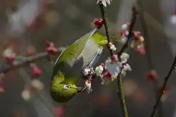 AFボーグ BORG77EDⅡで撮影した野鳥・メジロの写真画像