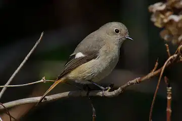 AFボーグ BORG77EDⅡで撮影した野鳥・ジョウビタキの写真画像