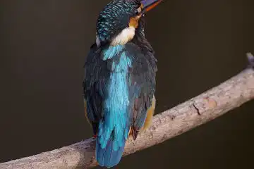 AFボーグ BORG77EDⅡで撮影した野鳥・カワセミの写真画像